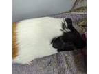 Adopt Ion a Guinea Pig small animal in Fairport, NY (38949717)