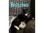 Adopt Britches a Black & White or Tuxedo Domestic Shorthair / Mixed (short coat)