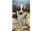 Adopt Hoss a Black - with White Australian Cattle Dog / Mixed dog in White