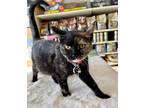 Adopt Echo a Domestic Shorthair / Mixed (short coat) cat in Rome, GA (38954663)