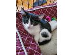 Adopt Charlie a All Black Domestic Shorthair / Domestic Shorthair / Mixed cat in