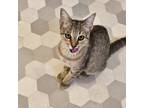 Adopt Tanji a Tortoiseshell Domestic Shorthair / Mixed cat in Eureka Springs