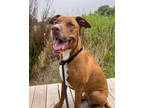 Adopt Freddie a Red/Golden/Orange/Chestnut Mixed Breed (Large) / Mixed dog in