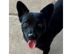 Adopt Melo a Black Mixed Breed (Small) / Mixed dog in Las Cruces, NM (38951879)