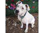 Adopt Biggs a White - with Tan, Yellow or Fawn Dogo Argentino / Mixed dog in