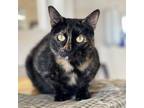 Adopt Taylor Swift a Tortoiseshell Domestic Shorthair / Mixed cat in
