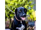 Adopt Belka a Labrador Retriever / Mixed dog in Seattle, WA (38956419)