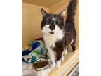 Adopt Norman a All Black Domestic Shorthair / Domestic Shorthair / Mixed cat in