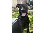 Adopt MIDNIGHT a Black Labrador Retriever / Pit Bull Terrier dog in Hanover