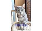 Adopt Little Gray a Domestic Shorthair / Mixed (short coat) cat in Rome