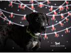 Adopt Spot a Gray/Silver/Salt & Pepper - with Black Catahoula Leopard Dog dog in