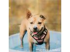 Adopt Eggroll a Tan/Yellow/Fawn American Pit Bull Terrier / American