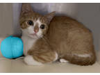 Adopt BJ a Orange or Red Domestic Shorthair / Domestic Shorthair / Mixed cat in