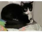Adopt Tuxy a All Black Domestic Shorthair / Domestic Shorthair / Mixed cat in