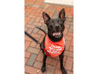 Adopt Radar a Black Mixed Breed (Medium) / Mixed dog in Savannah, GA (38955371)