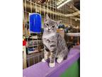 Adopt Beck a Gray or Blue Domestic Shorthair / Domestic Shorthair / Mixed cat in
