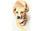 Adopt GINGER a Tan/Yellow/Fawn - with White Hound (Unknown Type) dog in Federal