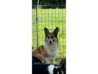 Adopt Slinky a Tan/Yellow/Fawn - with White Corgi / Mixed dog in Woodbridge