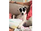 Adopt Princess Peach a White - with Black Pointer / Mixed Breed (Medium) dog in