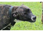 Adopt LULU a Brindle - with White Mixed Breed (Medium) / Mixed dog in Ocala