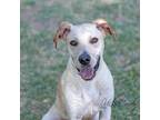 Adopt Max (aka Ringo) a White - with Tan, Yellow or Fawn Labrador Retriever /