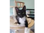 Adopt Truffle a Domestic Shorthair / Mixed (medium coat) cat in Tinley Park