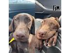 Adopt Tim Puppy a Labrador Retriever / Mixed Breed (Medium) / Mixed dog in