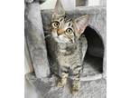 Adopt Nila a Brown Tabby Domestic Shorthair (short coat) cat in Virginia Beach