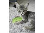 Adopt Sprigg a Gray, Blue or Silver Tabby Domestic Shorthair (short coat) cat in