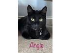 Adopt Angie Isabelle a Domestic Shorthair / Mixed (short coat) cat in Rome