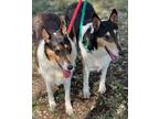 Adopt Harley and Rosie (Sisters) a White - with Black Collie / Mixed dog in