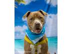 Adopt Victor a American Pit Bull Terrier / Mixed dog in SHELBY TOWNSHIP