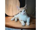 Adopt Canelo a Orange or Red (Mostly) Domestic Shorthair (short coat) cat in