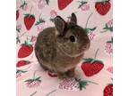 Adopt Rusty a Agouti Netherland Dwarf / Mixed (short coat) rabbit in Williston