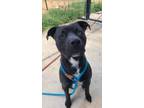 Adopt HUNT a Black - with White Mixed Breed (Medium) / Mixed dog in