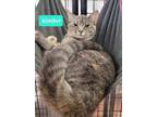 Adopt Kimber a Domestic Shorthair / Mixed (short coat) cat in Richmond