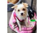Adopt Everly a White - with Tan, Yellow or Fawn Poodle (Toy or Tea Cup) / Jack
