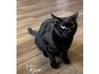 Adopt Rainbow 1417G-08 a All Black Domestic Shorthair (short coat) cat in Mead