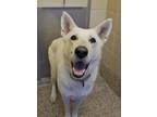 Adopt Beowulf 50304 a White Shepherd (Unknown Type) / Mixed dog in Aiken