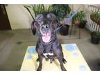 Adopt *COLE a Black - with White Mixed Breed (Medium) / Mixed dog in Ocala