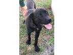 Adopt CASSIE a Brindle Mixed Breed (Medium) / Mixed dog in Palmetto