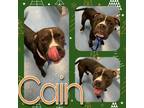 Adopt CAIN a Black - with White American Pit Bull Terrier / Mixed dog in