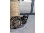 Adopt LUCY a Tortoiseshell Domestic Shorthair / Mixed (short coat) cat in