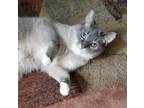 Adopt Cali a Gray or Blue (Mostly) Siamese / Mixed (short coat) cat in Ann