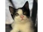 Adopt Telly a White Domestic Shorthair / Mixed cat in St.Jacob, IL (38952858)