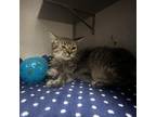 Adopt Tigerlily a Gray or Blue Domestic Mediumhair / Mixed cat in San Antonio