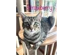 Adopt Strawberry Walker a Domestic Shorthair / Mixed (short coat) cat in Rome