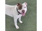 Adopt Taz a White - with Tan, Yellow or Fawn Mixed Breed (Large) / Mixed dog in