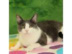 Adopt Vixen a Gray or Blue Domestic Shorthair / Mixed cat in Bristol