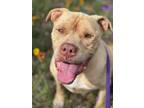Adopt WORF a Tan/Yellow/Fawn - with White American Staffordshire Terrier / Mixed